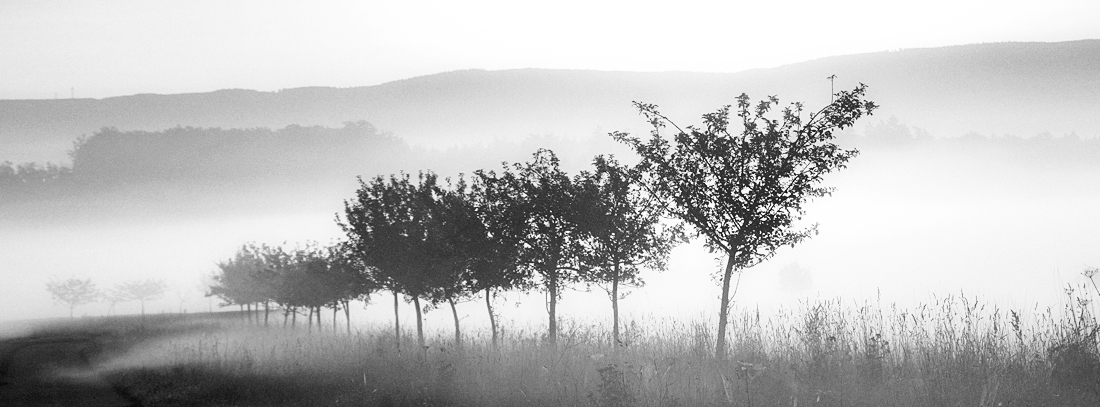 Bäume im Morgendunst
